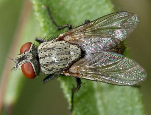 Blaesoxipha sp.