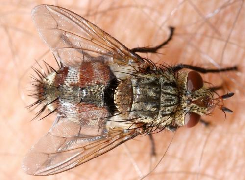 Peleteria iavana