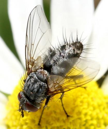 Bithia sp.