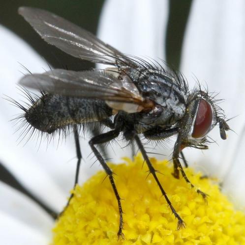 Bithia sp.