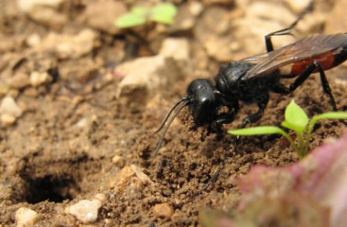 Podalonia sp.