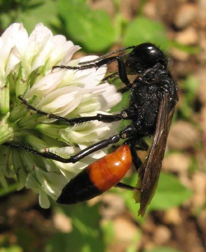 Réf. 33 152 : Podalonia sp.