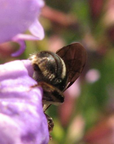 Lasioglossum sp.