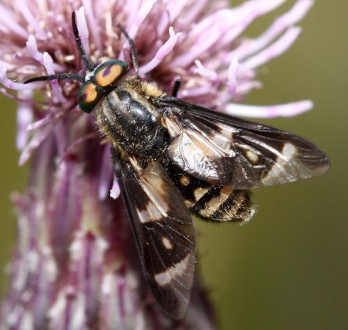 Chrysops flavipes