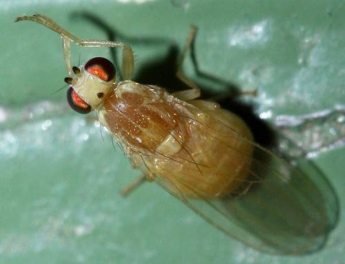 Chyromya oppidana
