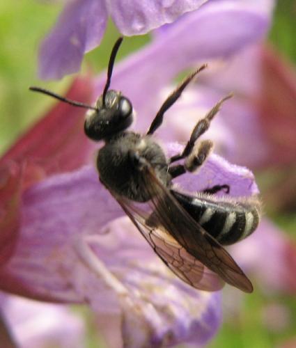 Lasioglossum sp.