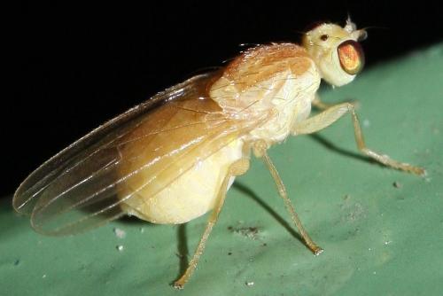 Chyromya oppidana