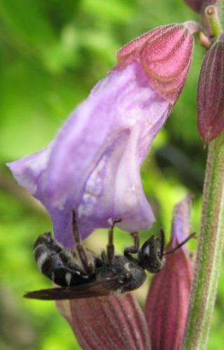 Lasioglossum sp.