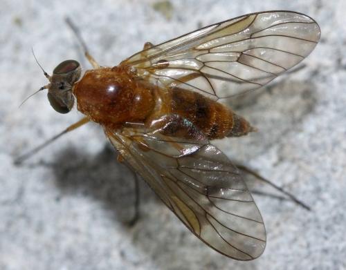 Réf. 33 269 : Chrysopilus laetus