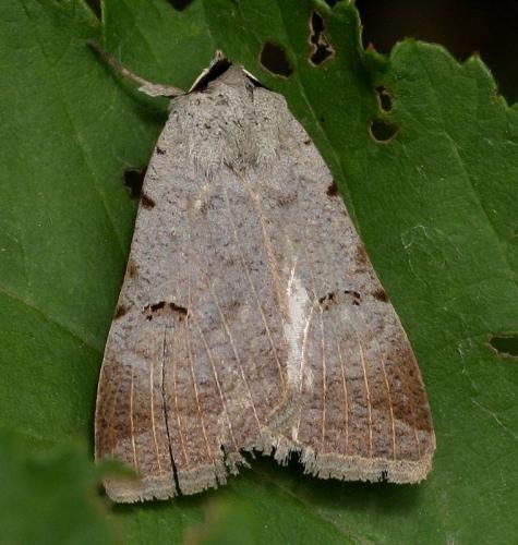 Lygephila craccae