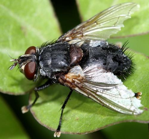 Réf. 33 425 : Blepharipa pratensis