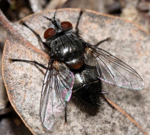 Aplomya confinis