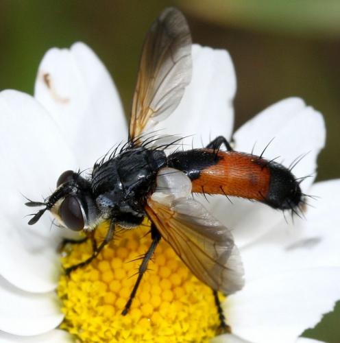 Cylindromyia brassicaria