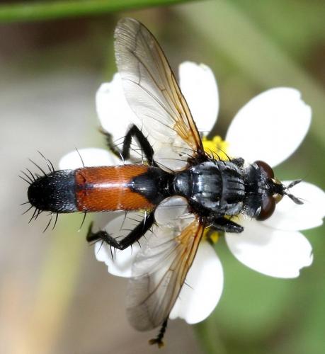Cylindromyia brassicaria