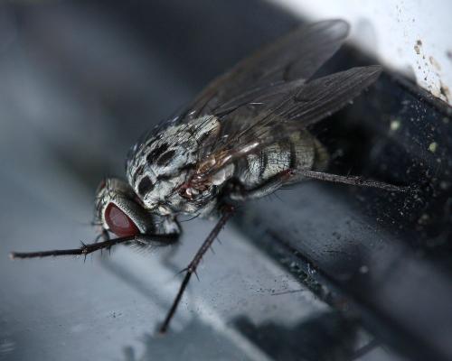 Réf. 33 495 : Phaonia trimaculata