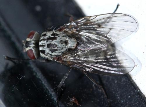 Réf. 33 496 : Phaonia trimaculata