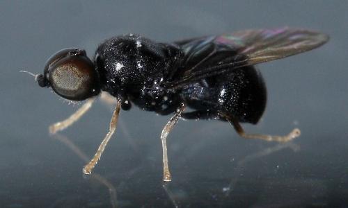 Pachygaster atra