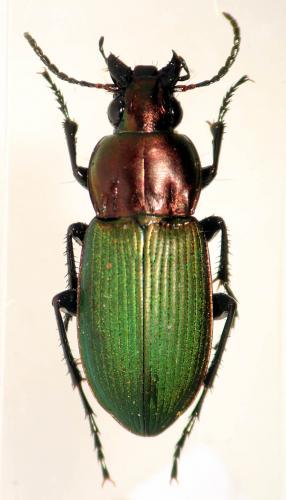 Poecilus kugelanni