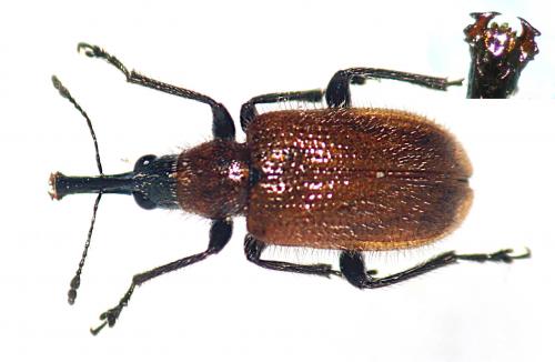 Lasiorhynchites coeruleocephalus