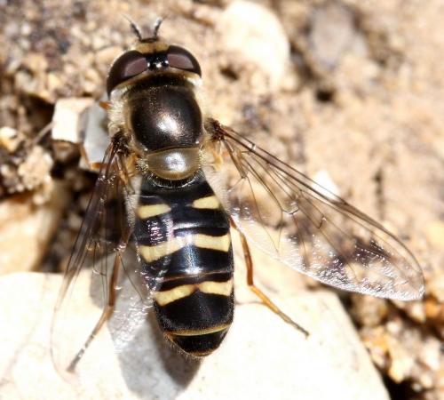 Scaeva mecogramma