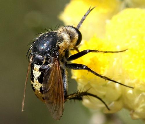 Réf. 33 988 : Toxophora fasciculata