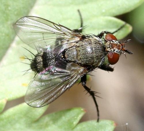 Réf. 33 768 : Peribaea sp.