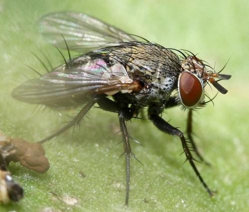 Réf. 33 769 : Peribaea sp.
