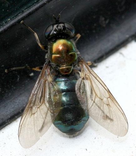 Réf. 33 847 : Chloromyia formosa