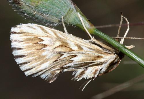 Cynaeda dentalis
