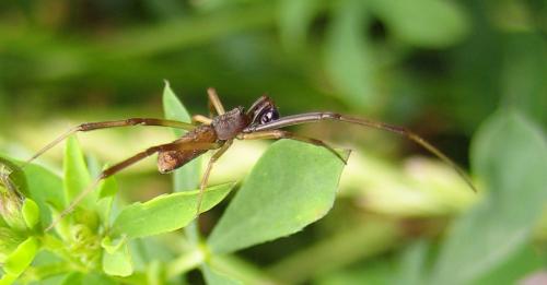 Episinus truncatus
