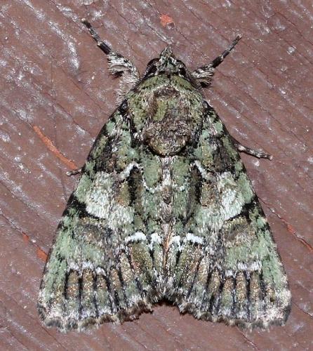 Réf. 33 969 : Polyphaenis sericata
