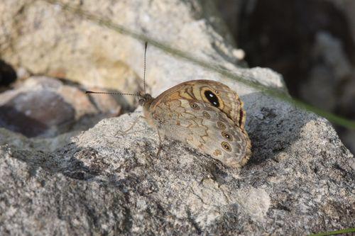 Lasiommata maera