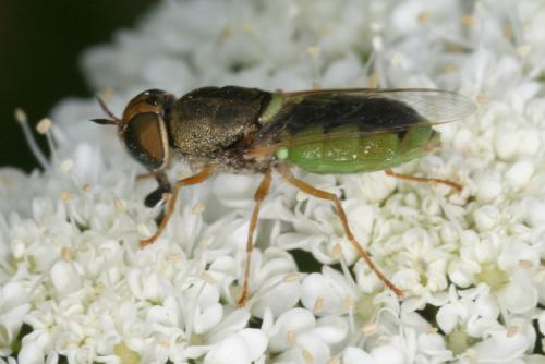Réf. 33 461 : Odontomyia angulata