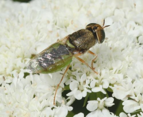 Réf. 33 462 : Odontomyia angulata