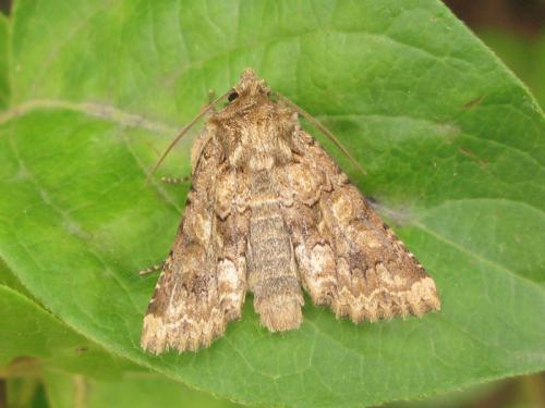 Réf. 33 108 : Conisania sp.