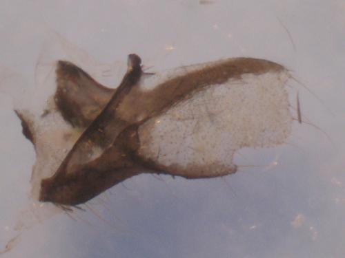 Adscita mannii