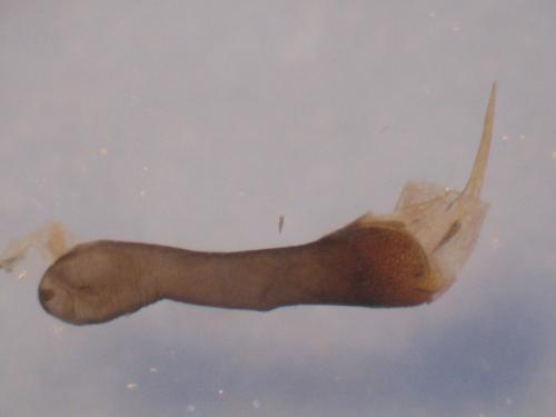 Adscita mannii
