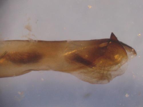 Réf. 33 805 : Conisania luteago