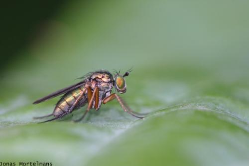 Dolichopus sp.