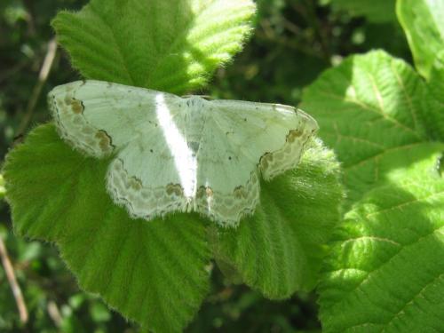 Réf. 33 091 : Scopula ornata