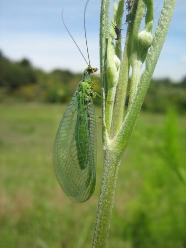 Réf. 33 099 : Chrysopa walkeri