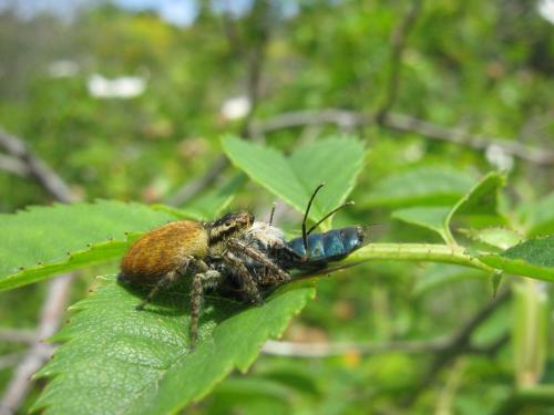 Carrhotus xanthogramma