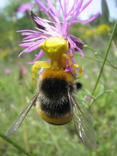 Réf. 33 098 : Thomisus sp.