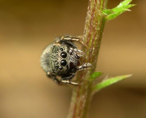 Réf. 33 842 : Sibianor aurocinctus