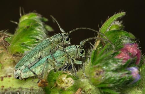 Réf. 33 773 : Opsilia coerulescens