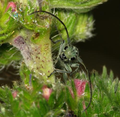 Réf. 33 774 : Opsilia coerulescens
