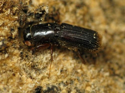 Réf. 33 837 : Platypus cylindrus
