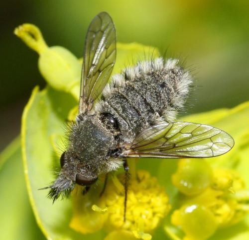 Réf. 33 991 : Conophorus virescens