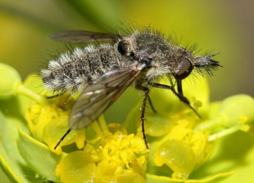 Réf. 33 992 : Conophorus virescens