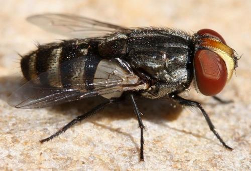 Miltogramma taeniata